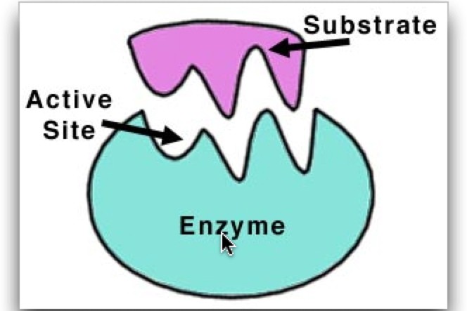 When It’s Enzyme Time, Call On The OU - Kosher