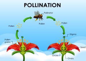 How flowers reproduce from pollen. 