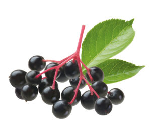 Elderberries are trending in 2024. 