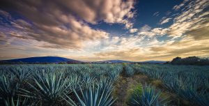 Blue Agave field in Mexico