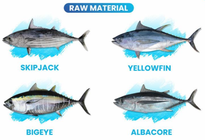 Tuna species used as raw material: skipjack, yellowfin, bigeye, and albacore